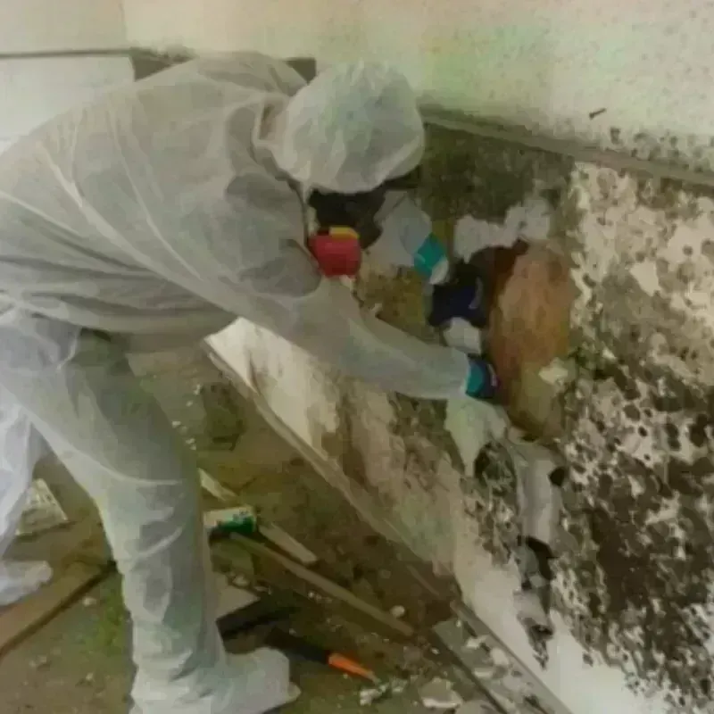 Mold Remediation and Removal in Berwyn, PA